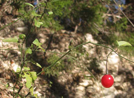 Texas Nightshade, SOLANUM TRIQUETRUM, with red fruit