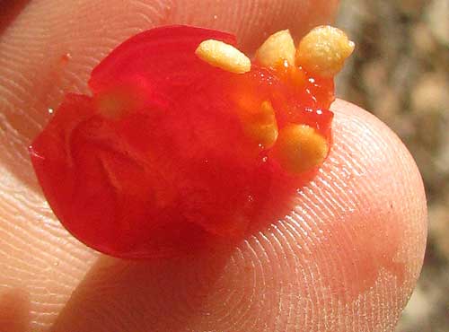 Texas Nightshade, SOLANUM TRIQUETRUM, squashed fruit with seeds exposed