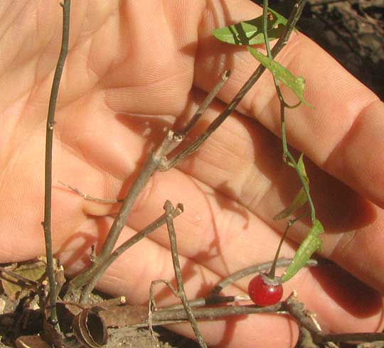 Texas Nightshade, SOLANUM TRIQUETRUM, woody base