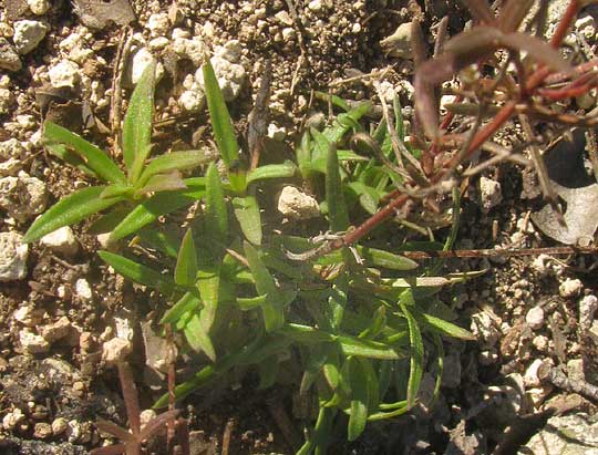 Prairie Bluets, STENARIA NIGRICANS, woody base in winter with green sprouts and old stems