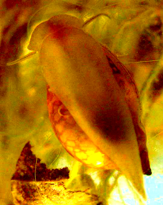 Tadpole Snail, PHYSELLA ACUTA, bottom, seen through glass wall