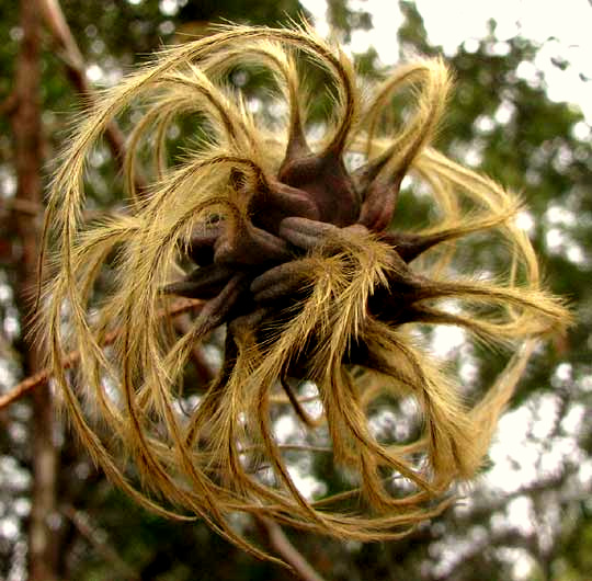 Scarlet Clematis, CLEMATIS TEXENSIS, fruit cluster