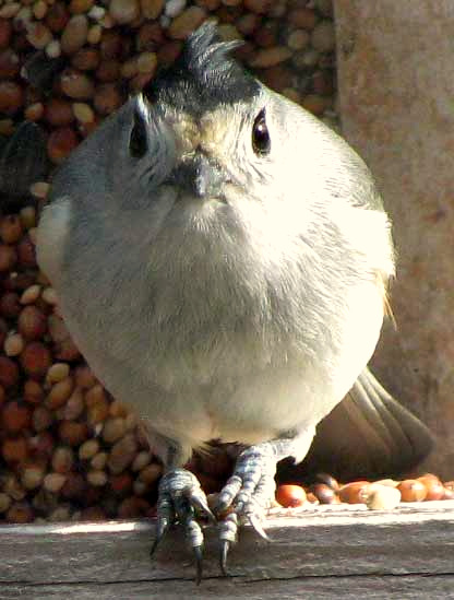 Black-crested Titmouse, BAEOLOPHUS ATRICRISTATUS