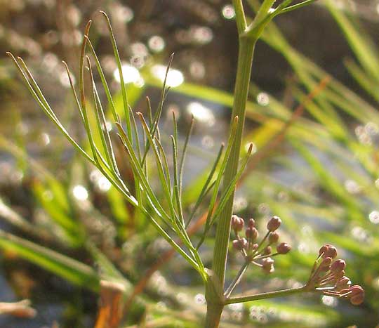 Marsh Parsley, CYCLOSPERMUM LEPTOPHYLLUM, leaf and umbel arising opposite it