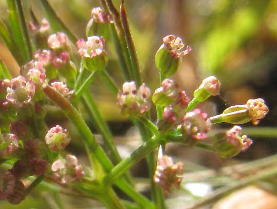 Marsh Parsley, CYCLOSPERMUM LEPTOPHYLLUM, flowers