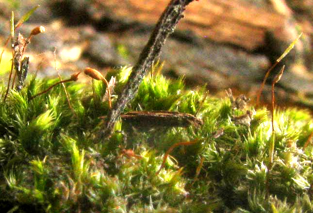 Isopterygium Moss, ISOPTERYGIUM TENERUM