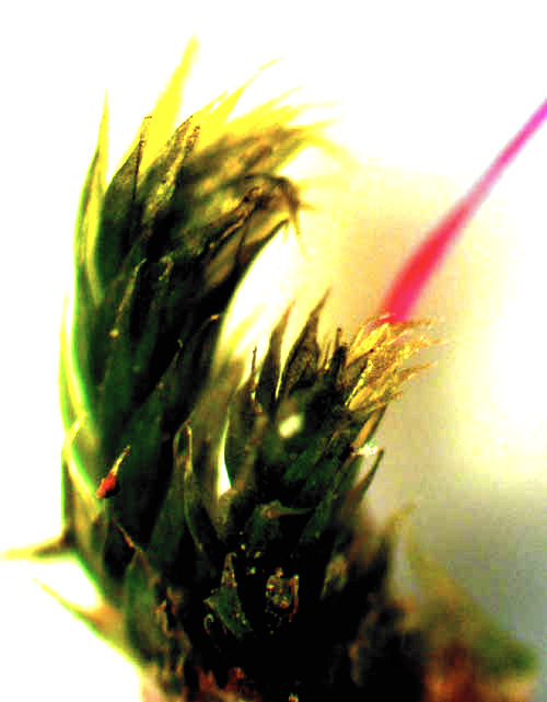 Isopterygium Moss, ISOPTERYGIUM TENERUM, leaves & stalk