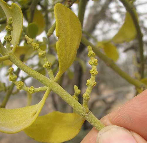 Mistletoe, PHORADENDRON LEUCARPUM, flower spike