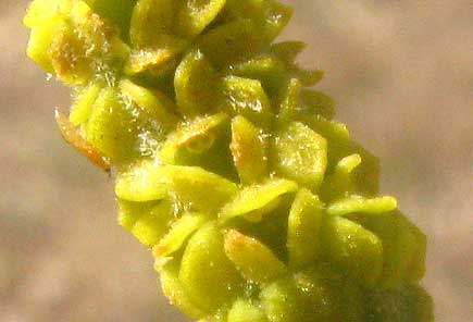 Mistletoe, PHORADENDRON LEUCARPUM, male flowers