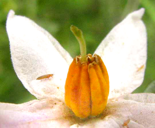 Texas Nightshade, SOLANUM TRIQUETRUM, anthers showing pores