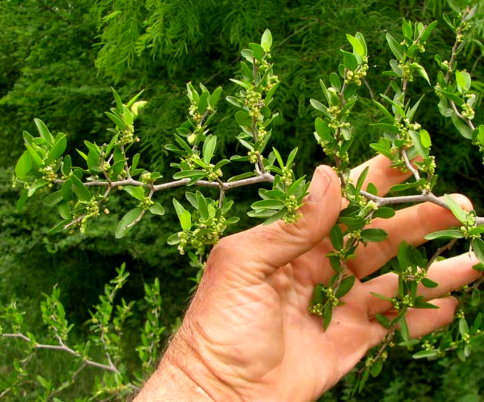 Desert Hackberry, CELTIS EHRENBERGIANA