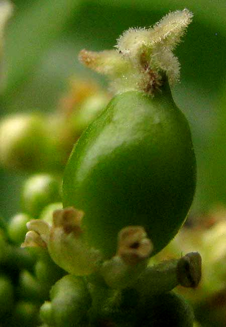 Desert Hackberry, CELTIS EHRENBERGIANA, female flower