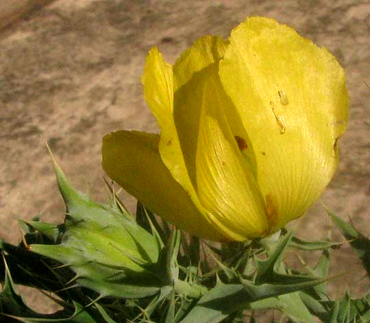 Mexican Prickly Poppy, ARGEMONE MEXICANA, flower and flower bud