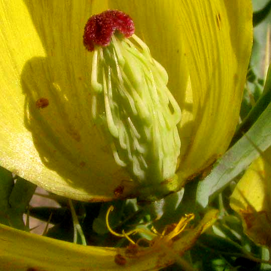 Mexican Prickly Poppy, ARGEMONE MEXICANA, ovary inside flower