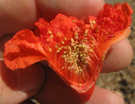 Flowering Pomegranate, PUNICA GRANATUM, longitudinal section of flower showing stamens on calyx wall