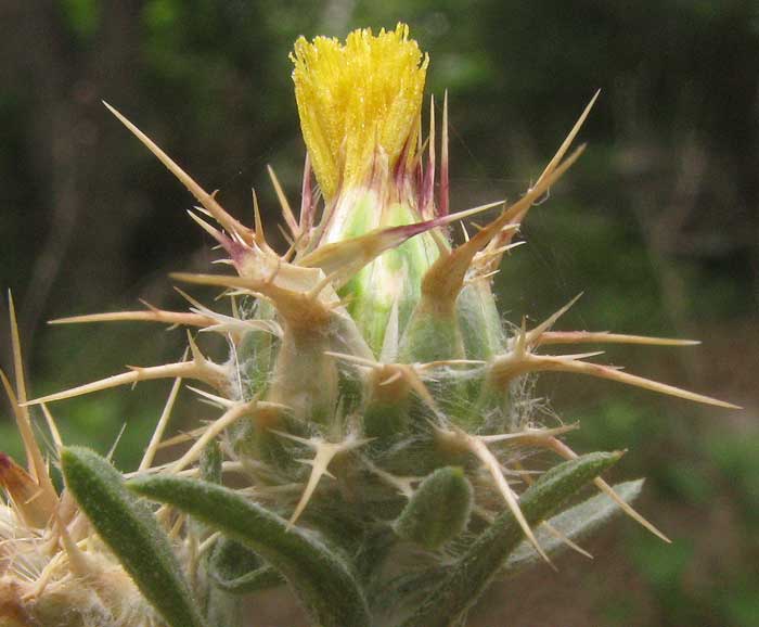 Maltese Star-thistle, CENTAUREA MELITENSIS, flowering head