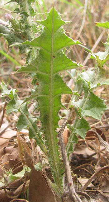  Italian Thistle, CARDUUS PYCNOCEPHALUS, leaf