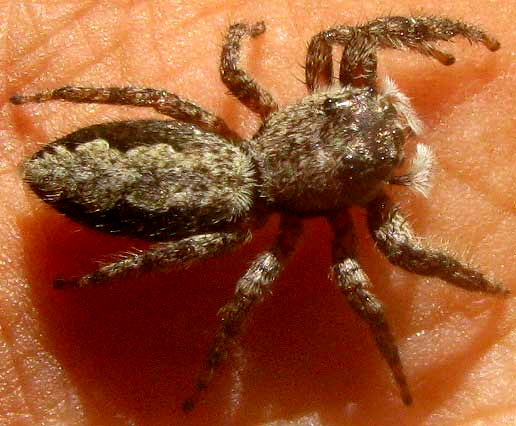 Tan Jumping Spider, PLATYCRYPTUS UNDATUS