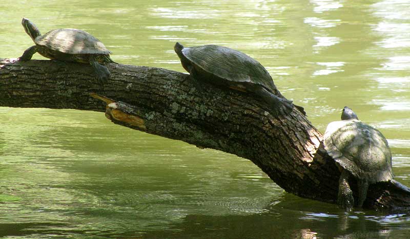 Red-eared Sliders, TRACHEMYS SCRIPTA, basking