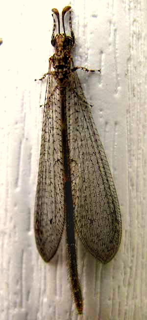 Antlion adult, probaby PERUVELEON DORSALIS