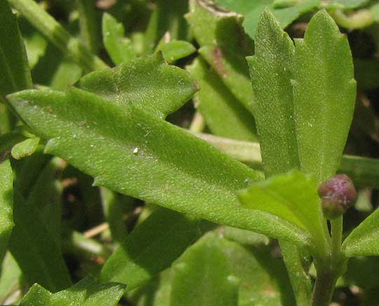 Fogfruit, PHYLA NODIFLORA, leaves