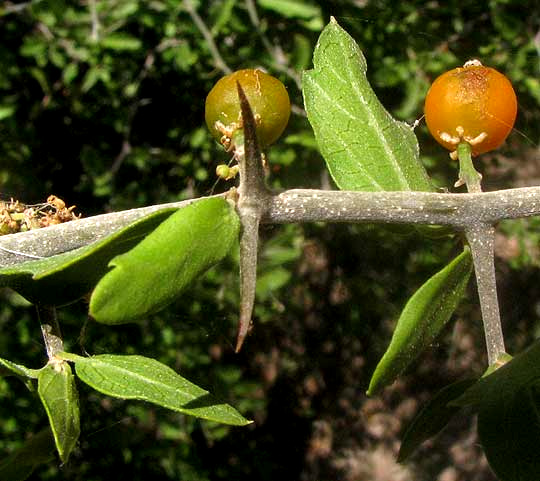 Desert Hackberry, CELTIS EHRENBERGIANA, fruits & spines