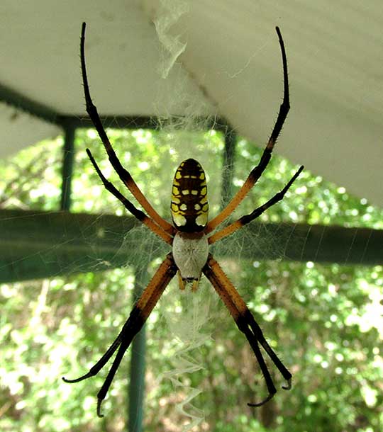 Garden Spider Argiope Aurantia