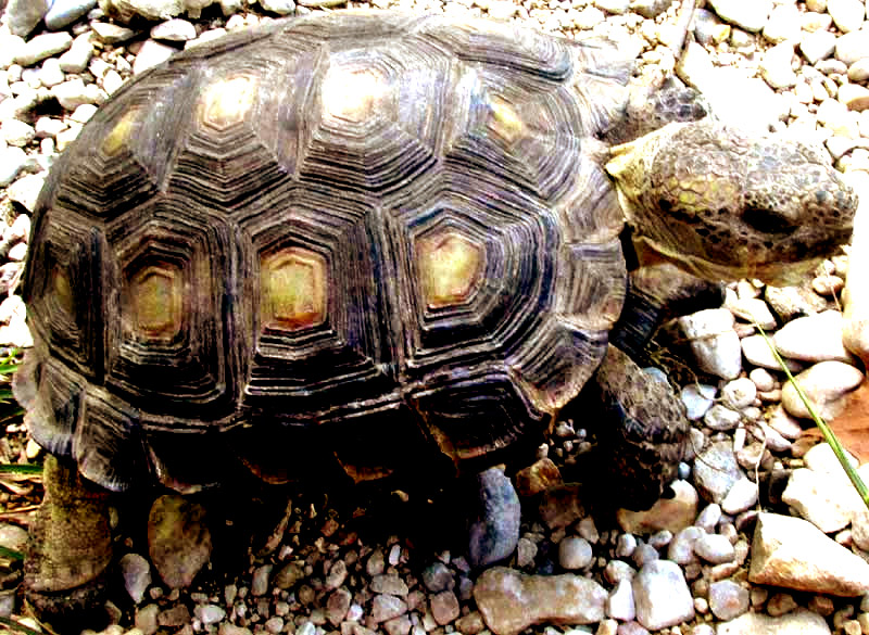 Texas Tortoise, GOPHERUS BERLANDIERI