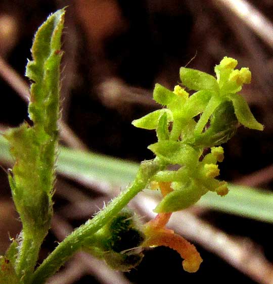 Branched Noseburn, TRAGIA RAMOSA, flowers