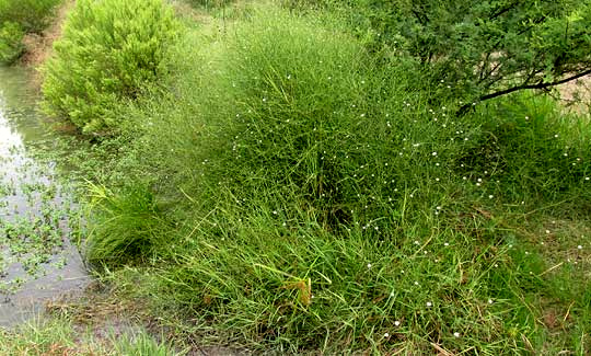 Saltmarsh Aster, SYMPHYOTRICHUM SUBULATUM