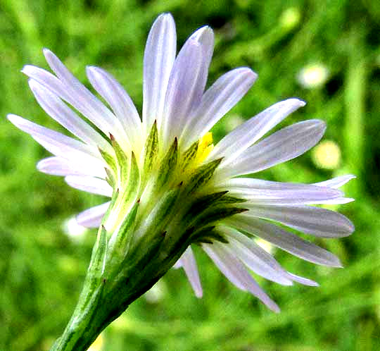 Saltmarsh Aster, SYMPHYOTRICHUM SUBULATUM, involucre