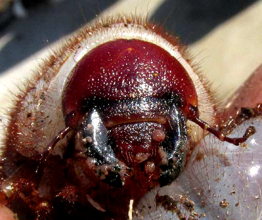 Ox Beetle, STRATEGUS ALOEUS, head close-up