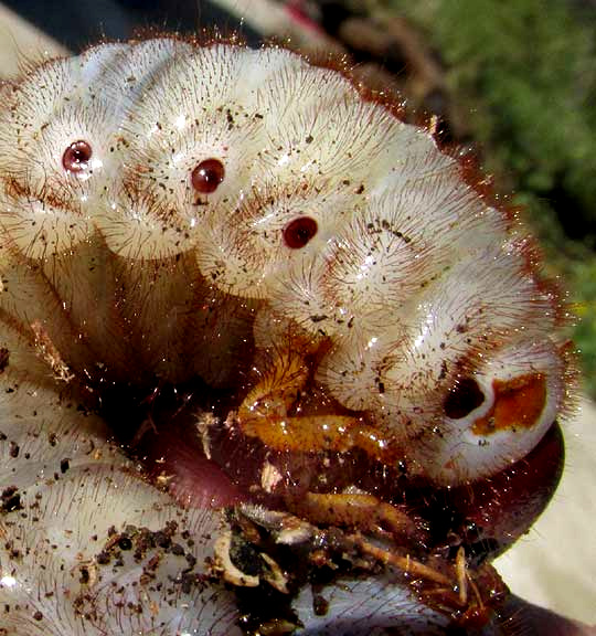Ox Beetle, STRATEGUS ALOEUS, close-up of side