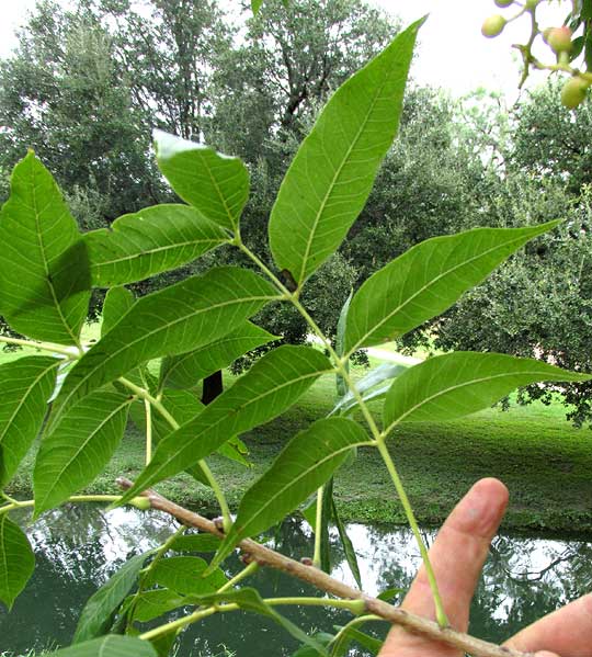 Soapberry, SAPINDUS SAPONARIA, pinnate leaf