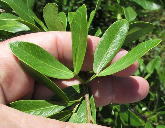 Blackbeads, PITHECELLOBIUM KEYENSE, leaves