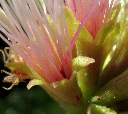 Blackbeads, PITHECELLOBIUM KEYENSE, stamens arising from calyx