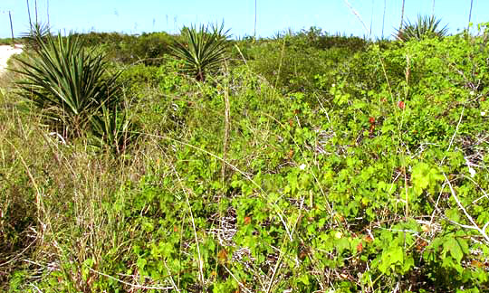 Wild Upland Cotton, GOSSYPIUM HIRSUTUM, habitat