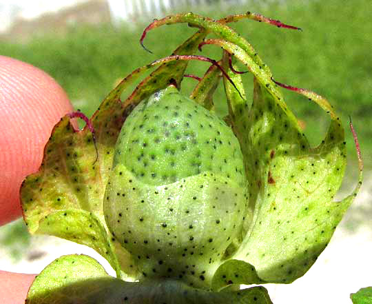 Wild Upland Cotton, GOSSYPIUM HIRSUTUM, immature fruit with calyx