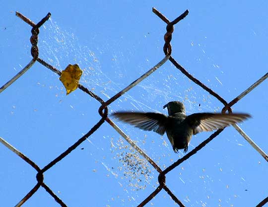 Mexican Sheartail, CALOTHORAX ELIZA, eating spiderlings