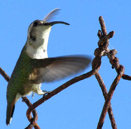 Mexican Sheartail, CALOTHORAX ELIZA, female