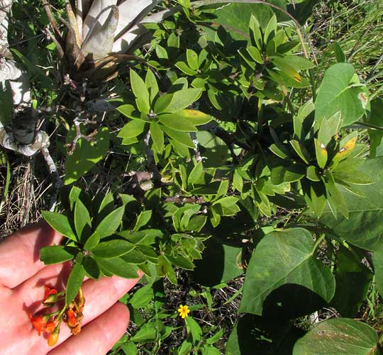 Cudjoe-wood, BONELLIA MACROCARPA ssp. MACROCARPA