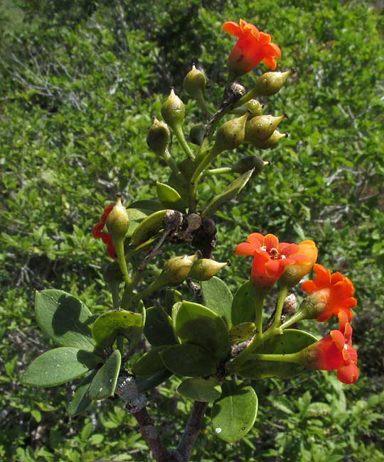 Cudjoe-wood, BONELLIA MACROCARPA ssp. MACROCARPA, leaves & flowers