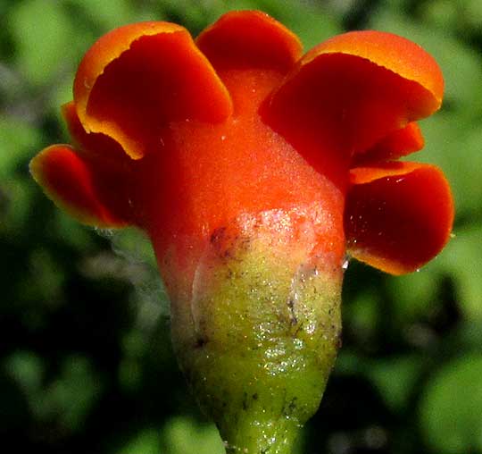 Cudjoe-wood, BONELLIA MACROCARPA ssp. MACROCARPA, flower side view