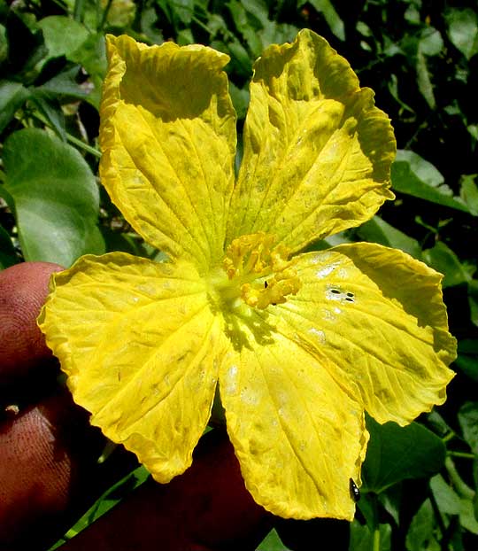 Vegetable Sponge, LUFFA CYLINDRICA, male flower in front