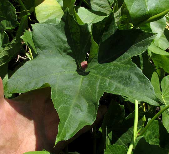 Vegetable Sponge, LUFFA CYLINDRICA, leaf