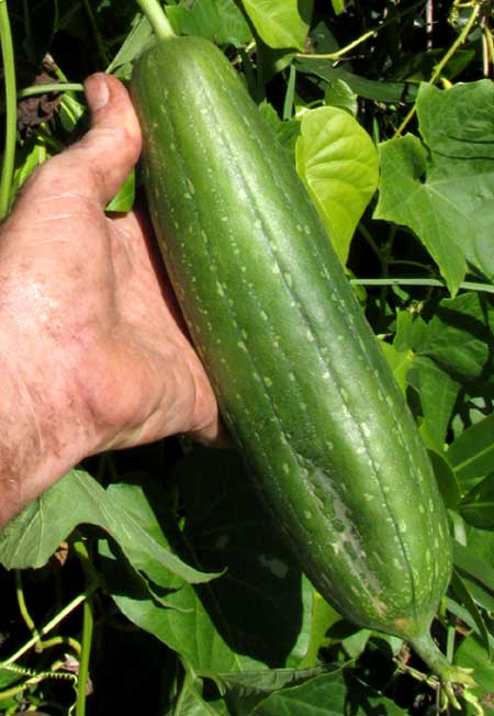 Vegetable Sponge, LUFFA CYLINDRICA, fruit