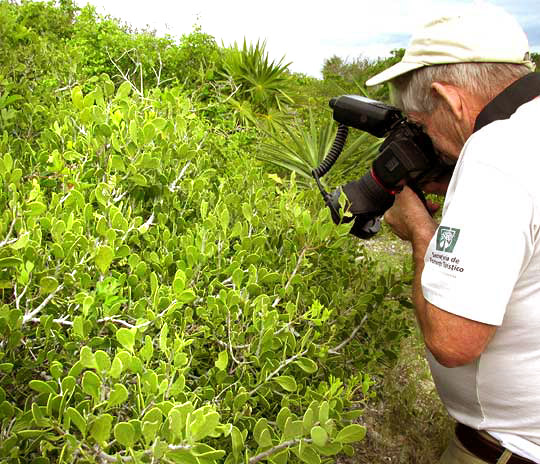 Sweet Mangrove, MAYTENUS PHYLLANTHOIDES