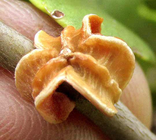 Sweet Mangrove, MAYTENUS PHYLLANTHOIDES, old fruit capsule on stem