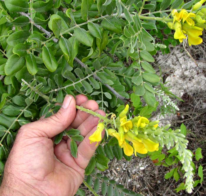 Necklacepod, SOPHORA TOMENTOSA