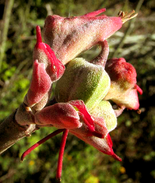 Slipper Spurge, EUPHORBIA PERSONATA, flower